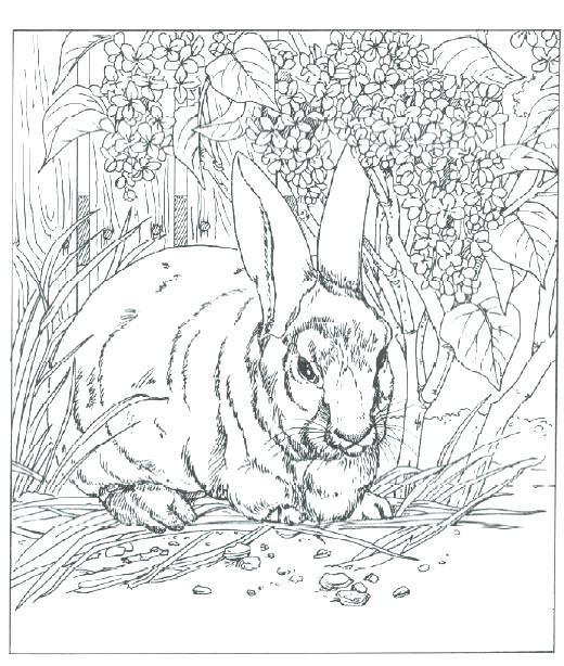 520x614 Luxury Realistic Animal Coloring Pages And Realistic Animal