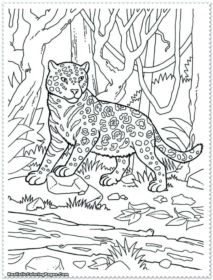810x1066 Coloring Coloring Pages Jungle Animals Full Size Of With Animal