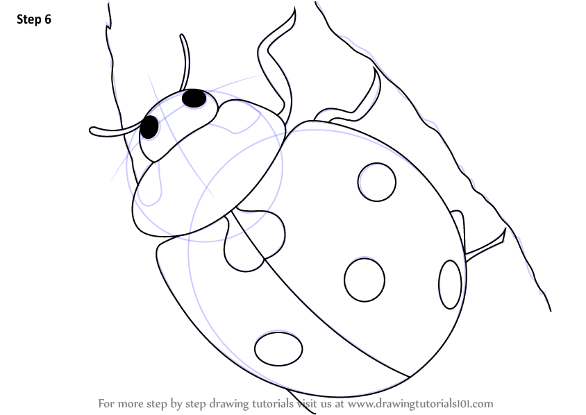 844x598 Drawn Ladybug For Kid Step By Step Animal