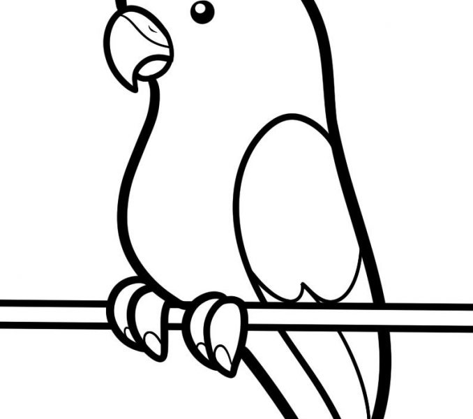 678x600 Outline Drawing For Kids How To Draw A Parakeet For Kids Step Step