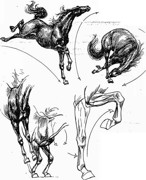 498x614 Muscle Action