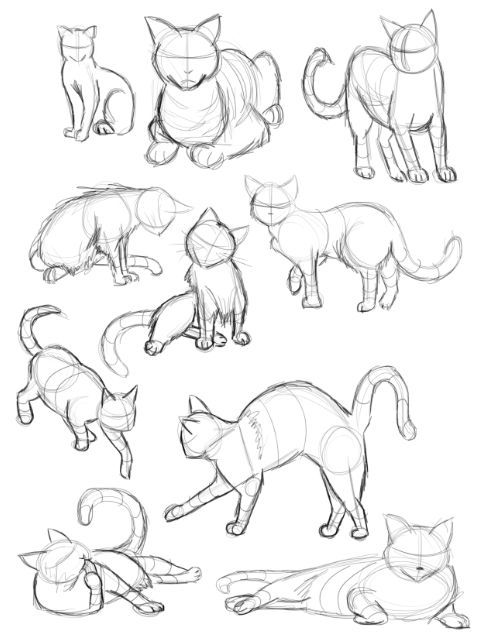 489x638 Photos Anime Cat Drawing Tutorial,