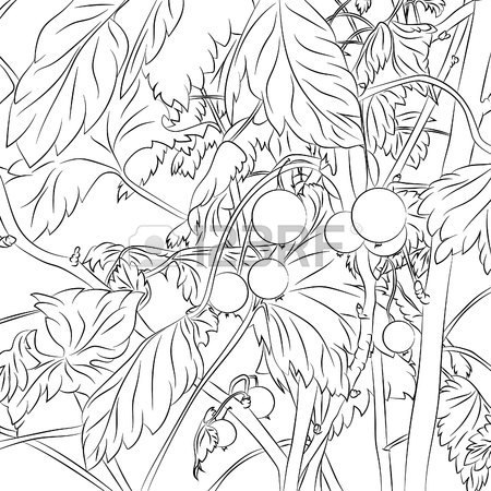 450x450 Bushes With Black Currant Berries. Vector Illustration, Anime