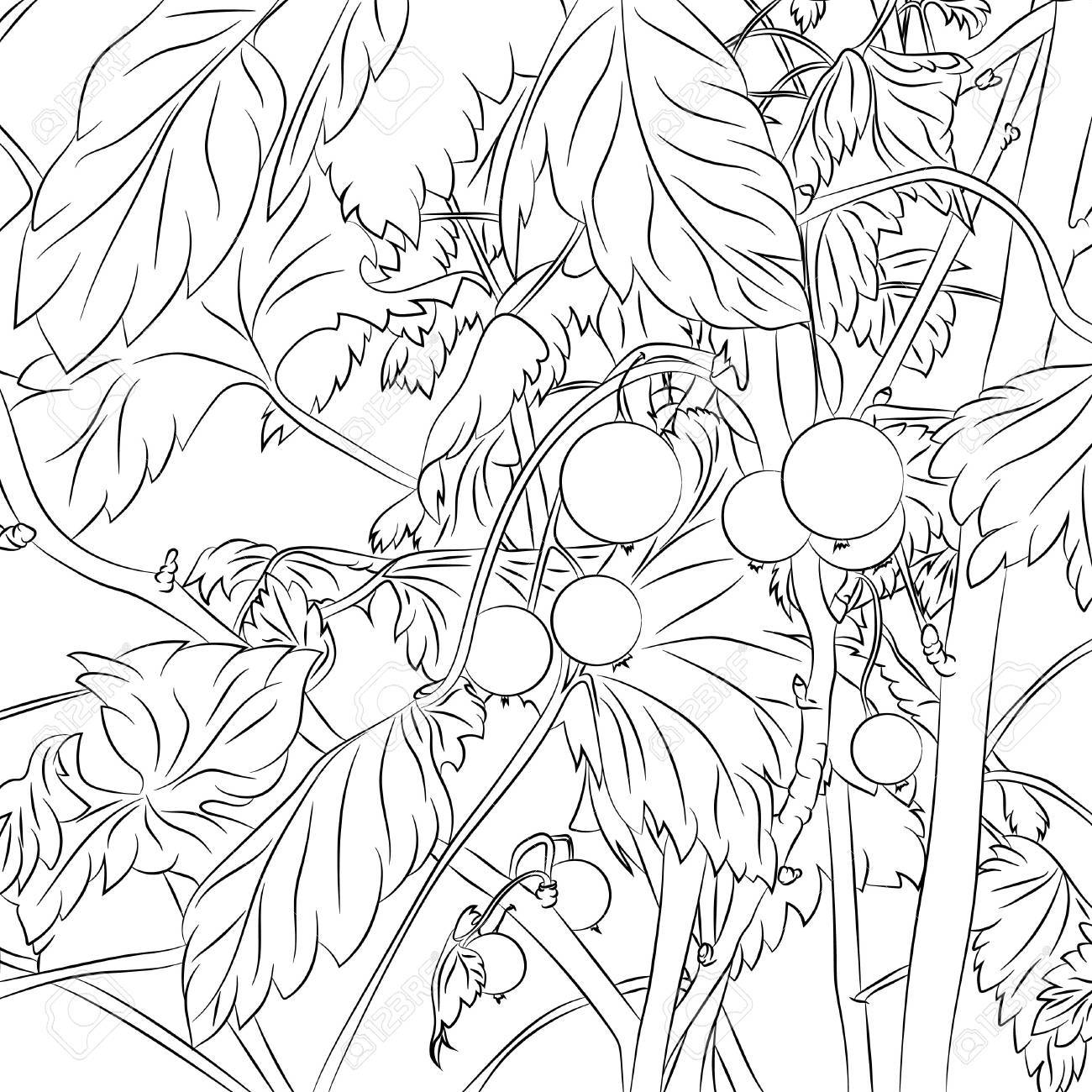 1300x1300 Bushes With Black Currant Berries. Vector Illustration, Anime