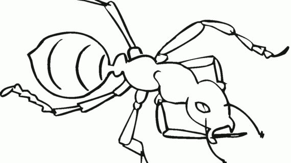 570x320 Ant Drawing For Kids Free Printable Ant Coloring Pages For Kids