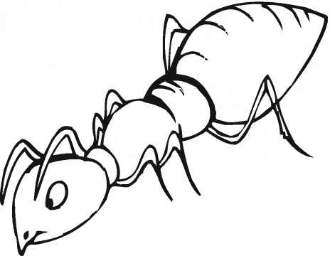 464x360 Ant Coloring Page