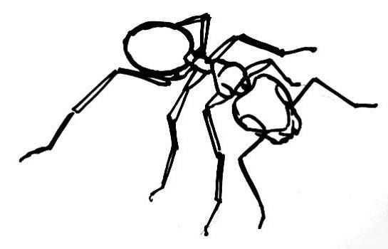 545x350 Ant Drawing Drawings Ant