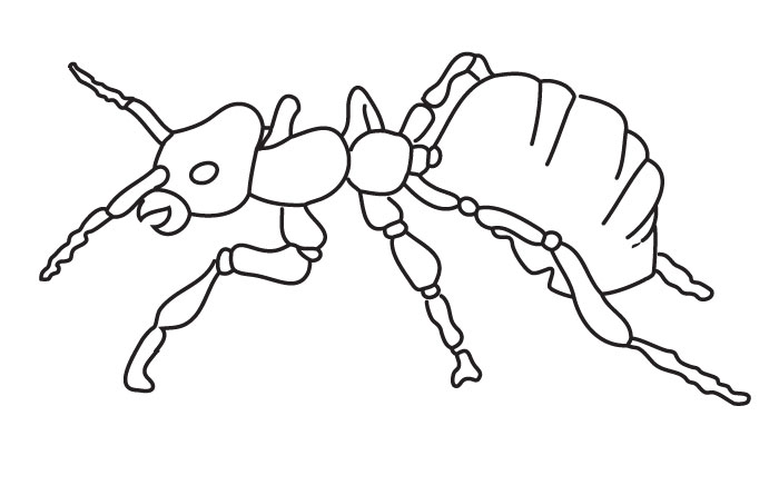 700x445 Coloring Ant