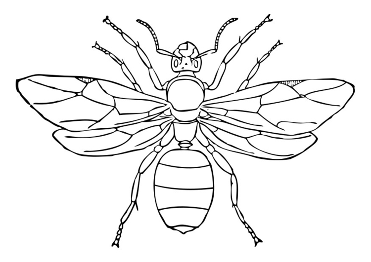 750x531 Coloring Page Queen Ant