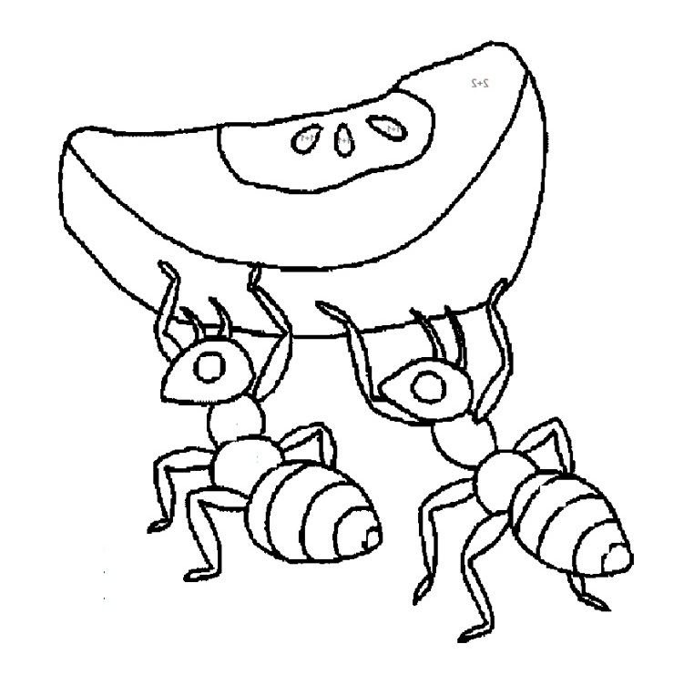 762x752 Drawn Ant Line Drawing