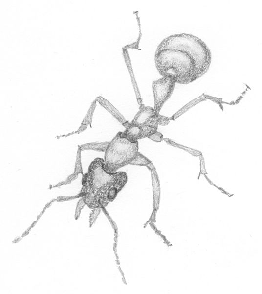 536x600 Filemeat Ant.jpg