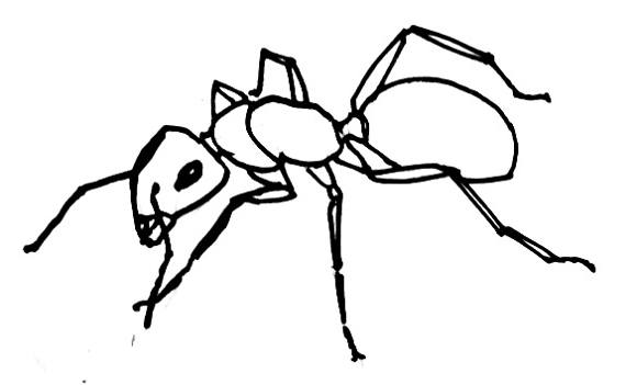 580x351 How To Draw An Ant