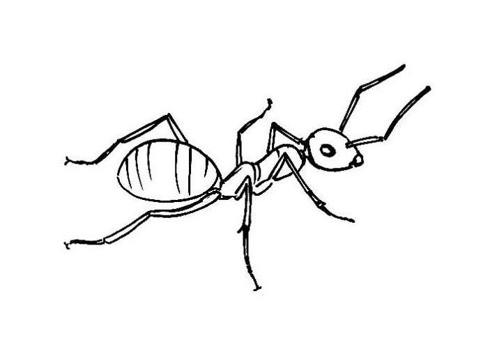 703x501 Inspirational Drawing Of An Ant 83 About Remodel Seasonal