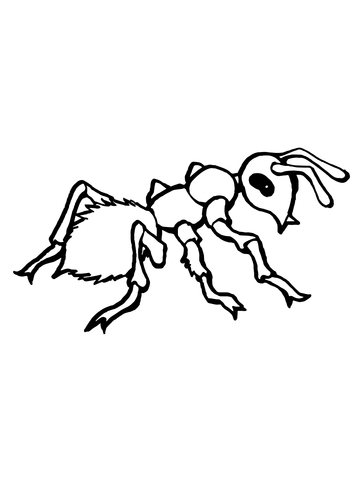 360x480 Realistic Ant Coloring Page Free Printable Coloring Pages