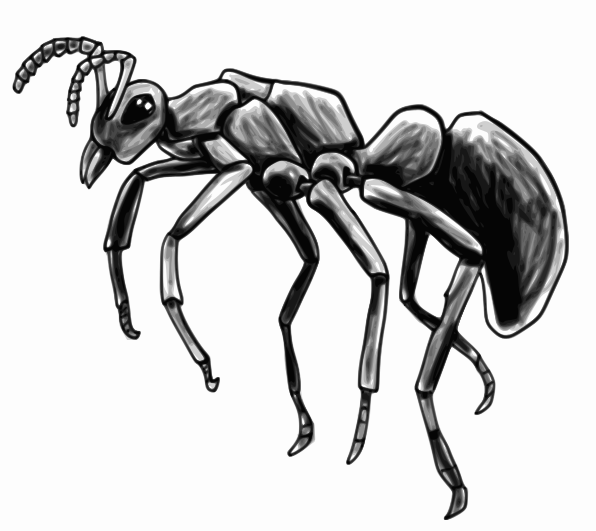 596x531 Ant Profile Sketch