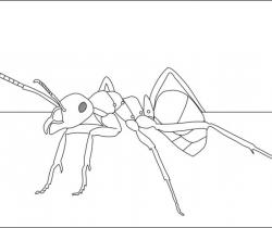 250x210 Ant Drawing. Animals. Drawings. Pictures. Drawings Ideas For Kids