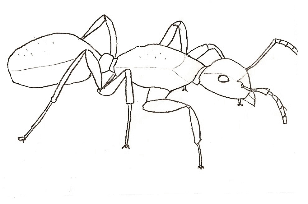 990x656 Ant Sketch By Seaturtlehorsesnake