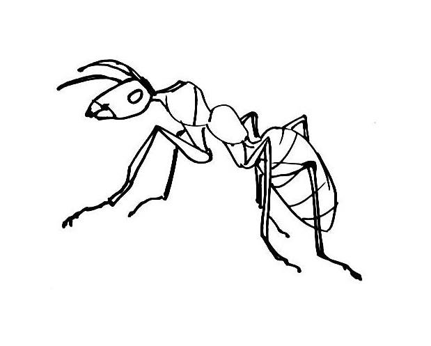 619x497 Ant Coloring Pagessheets