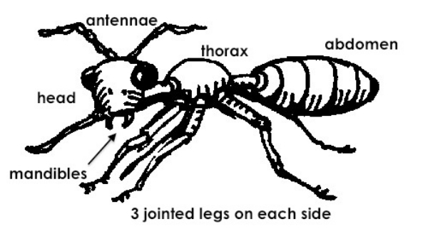 600x332 Ants Kidcyber