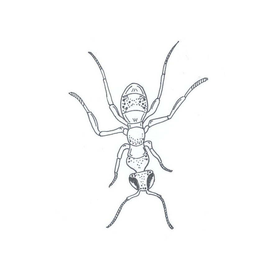 894x894 Ant Line Drawing By Fuzzbunny374