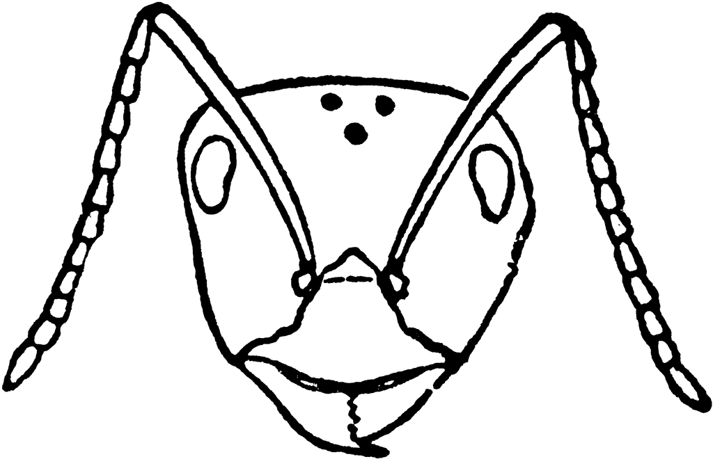 1024x660 Red Wood Ant Worker's Head Clipart Etc