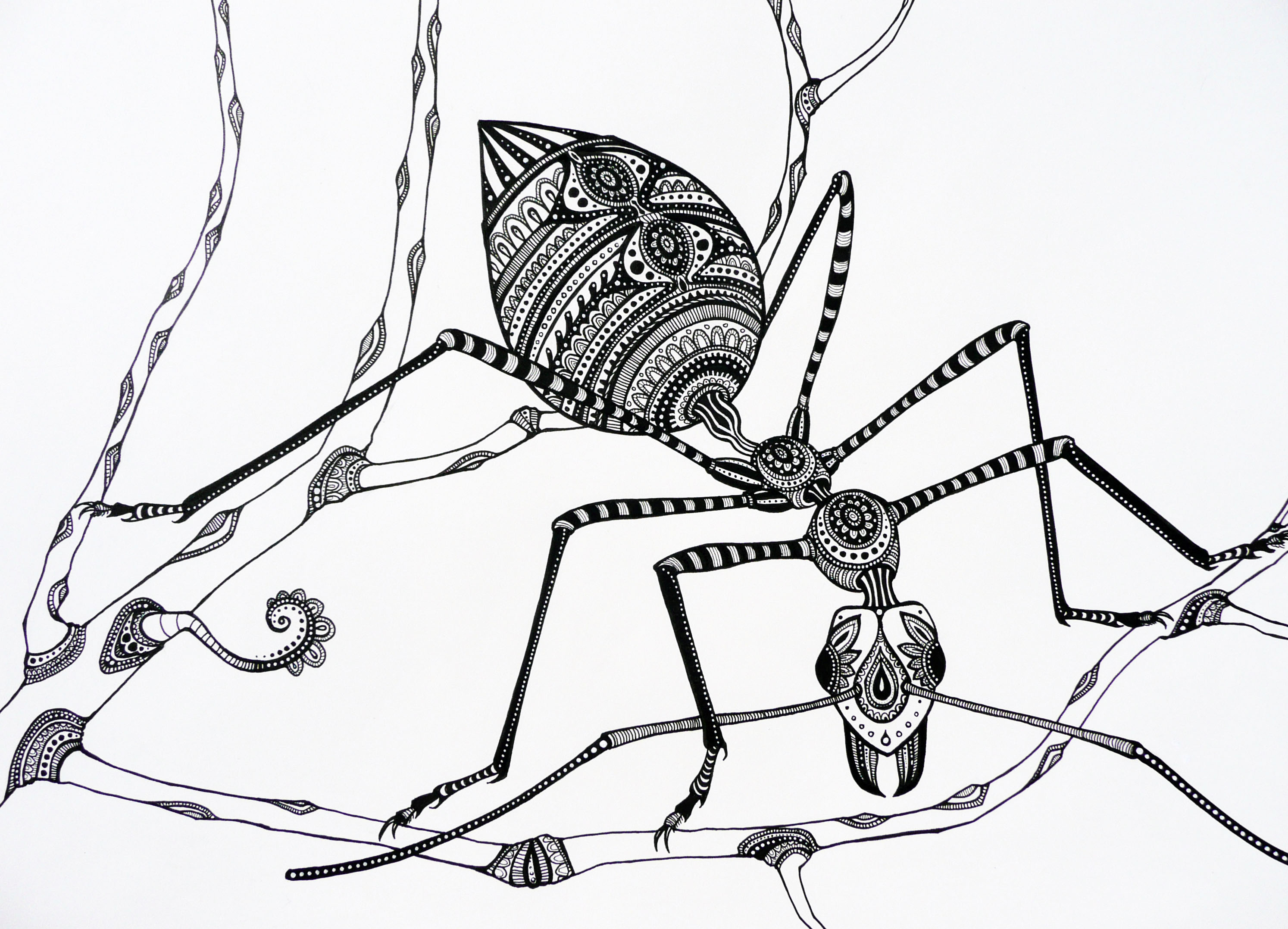 2988x2156 Green Tree Ant Kerith Ogden