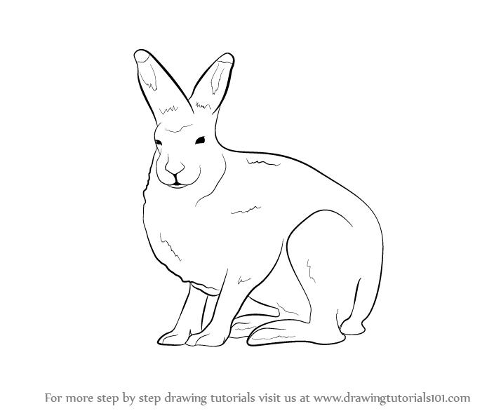 714x596 Learn How To Draw A Arctic Hare (Antarctic Animals) Step By Step