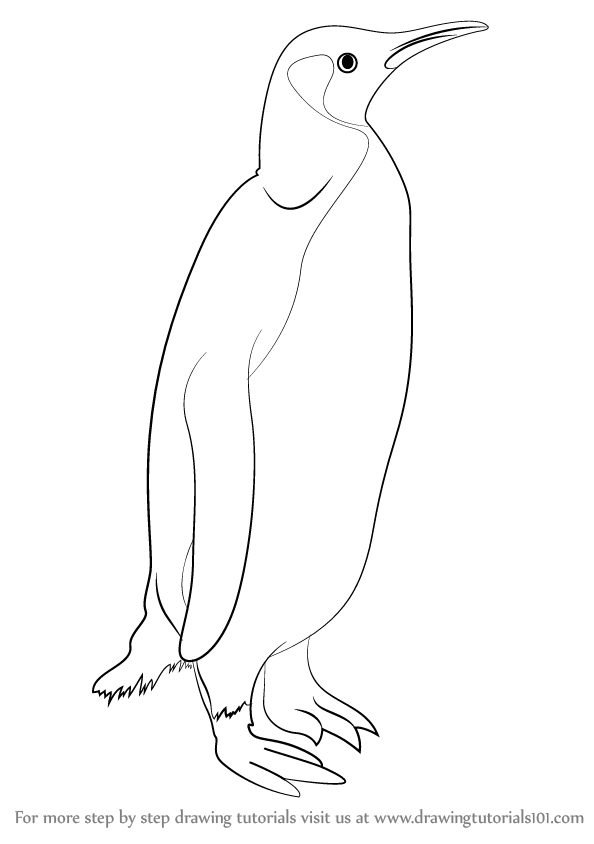 594x844 Learn How To Draw A Penguin (Antarctic Animals) Step By Step