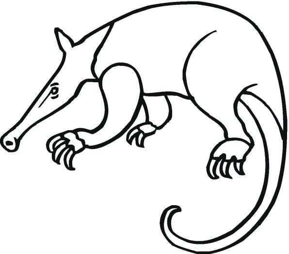 Anteater Drawing at GetDrawings | Free download