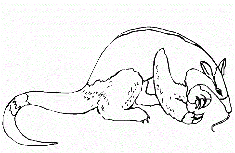 958x623 Anteater Coloring Pages Free Printable Anteaters Coloring Pages