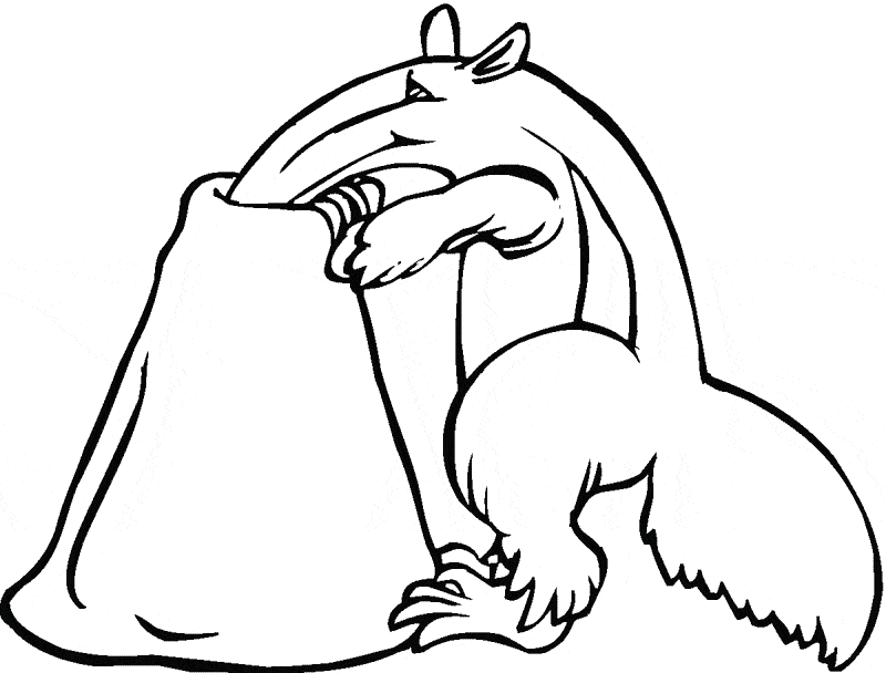 800x608 Anteater Coloring Page