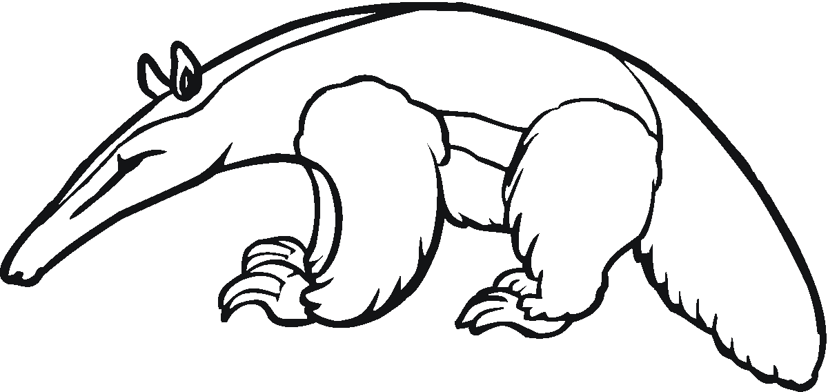 1200x568 Free Anteatercoloring Pages