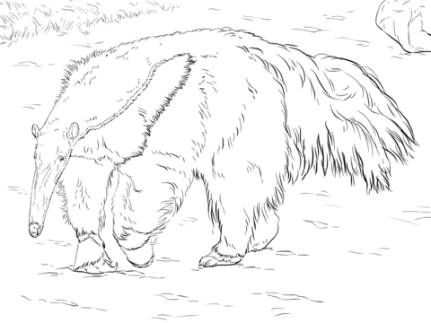 480x360 Giant Anteater Coloring Page Free Printable Coloring Pages