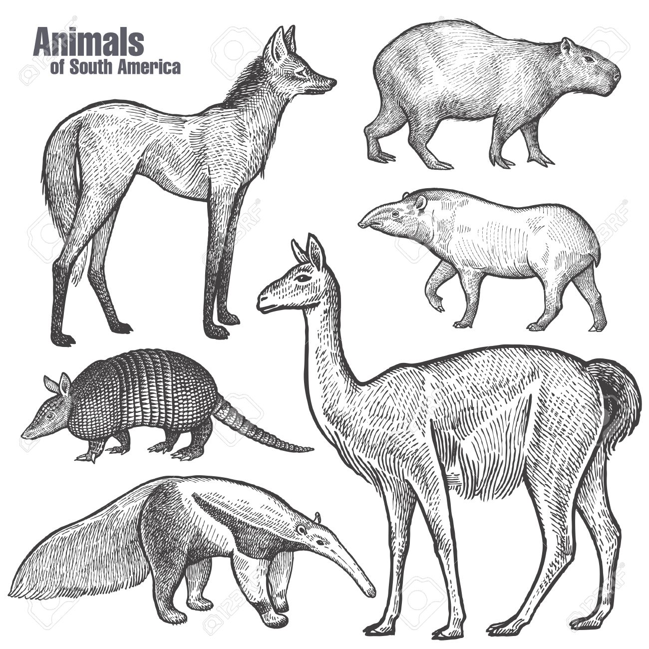 1300x1300 Animals Of South America Hand Drawing. Maned Wolf, Tapir, Capybara