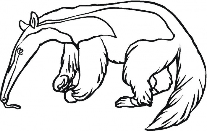 700x443 Anteater Coloring Page