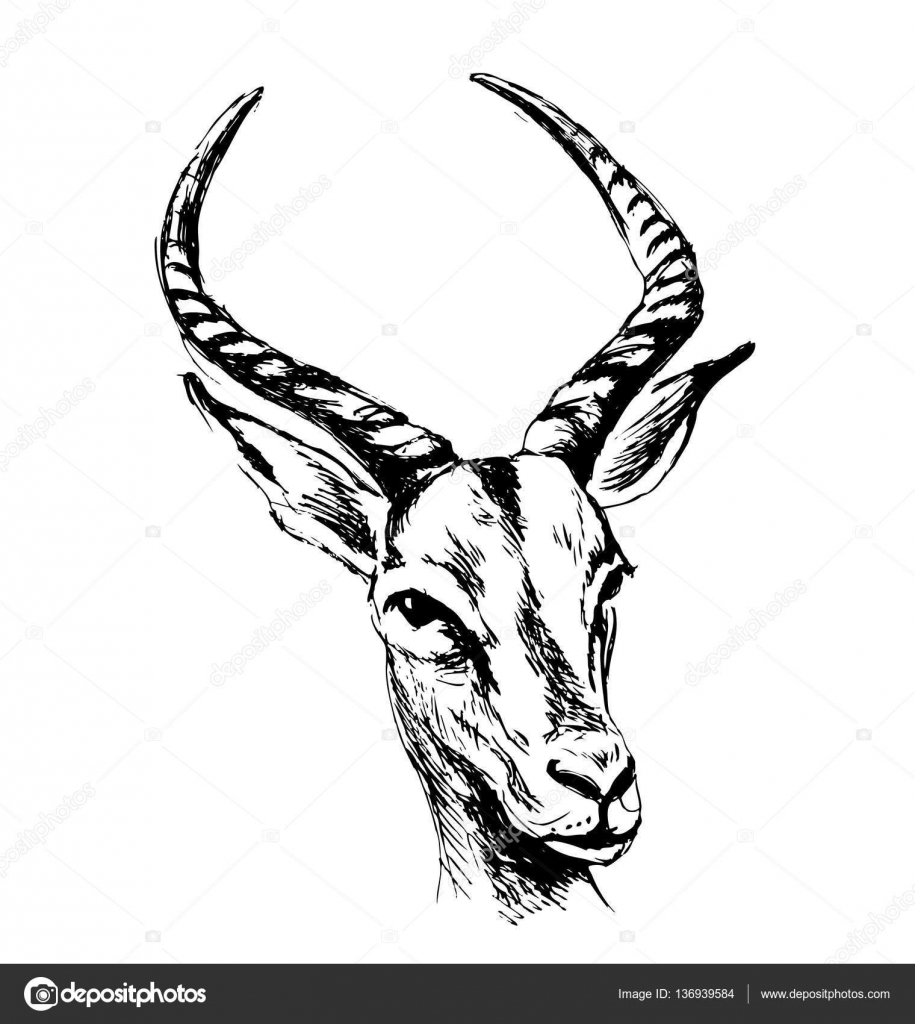 915x1024 Hand Sketch Antelope Head Stock Vector Onot