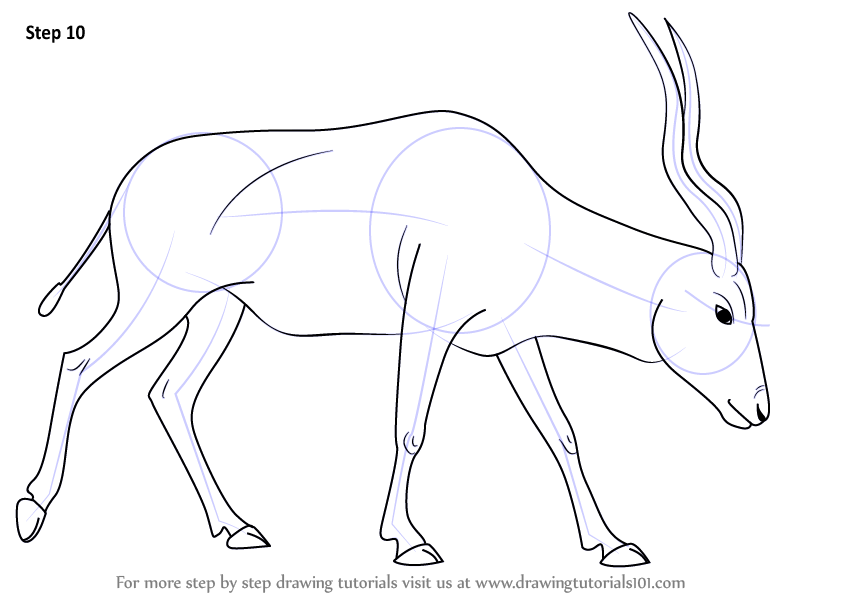844x598 Learn How To Draw An Addax (Wild Animals) Step By Step Drawing