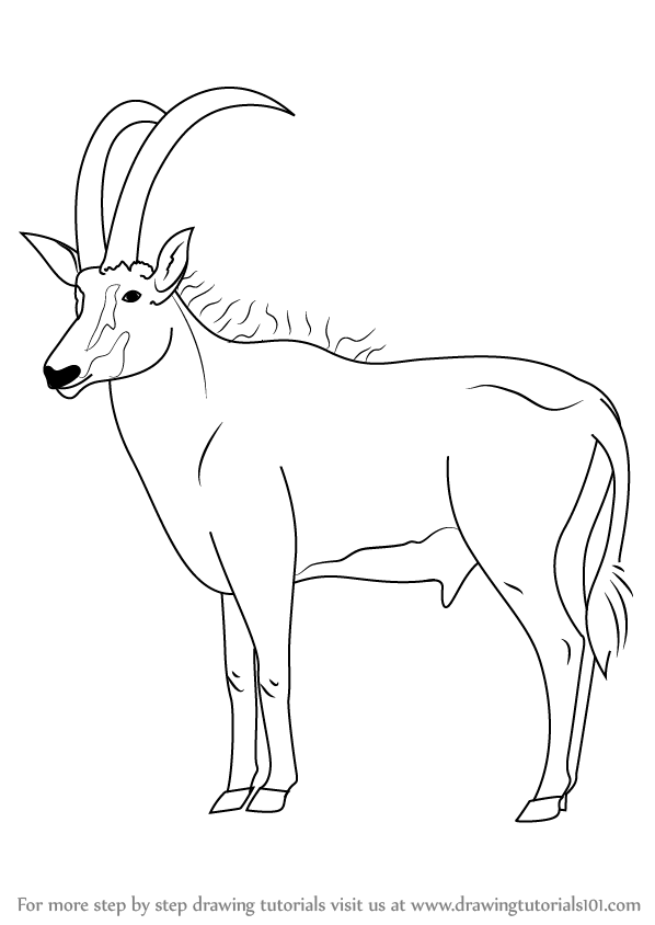 598x844 Learn How To Draw An Antelope (Wild Animals) Step By Step