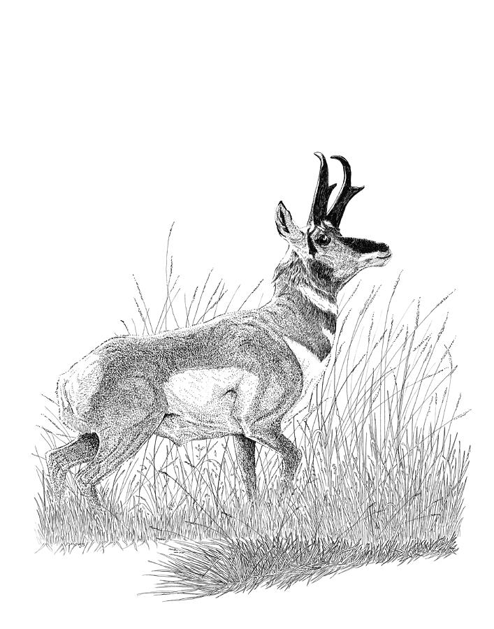 707x900 Pronghorn Drawing By Carl Genovese