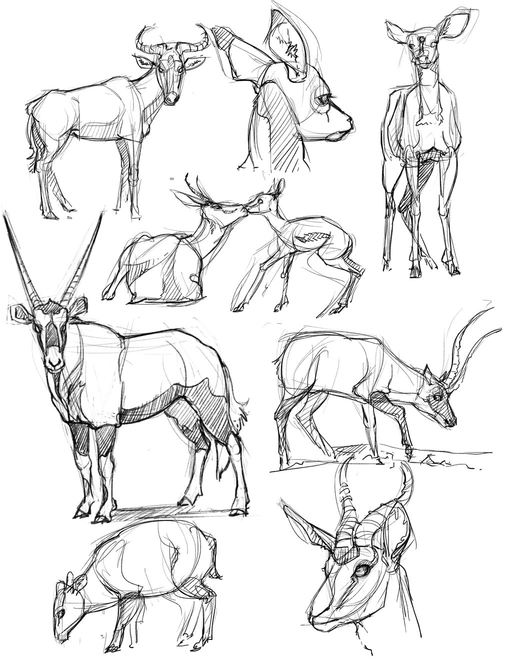 1024x1325 Antelope Drawings Drawings, Animal