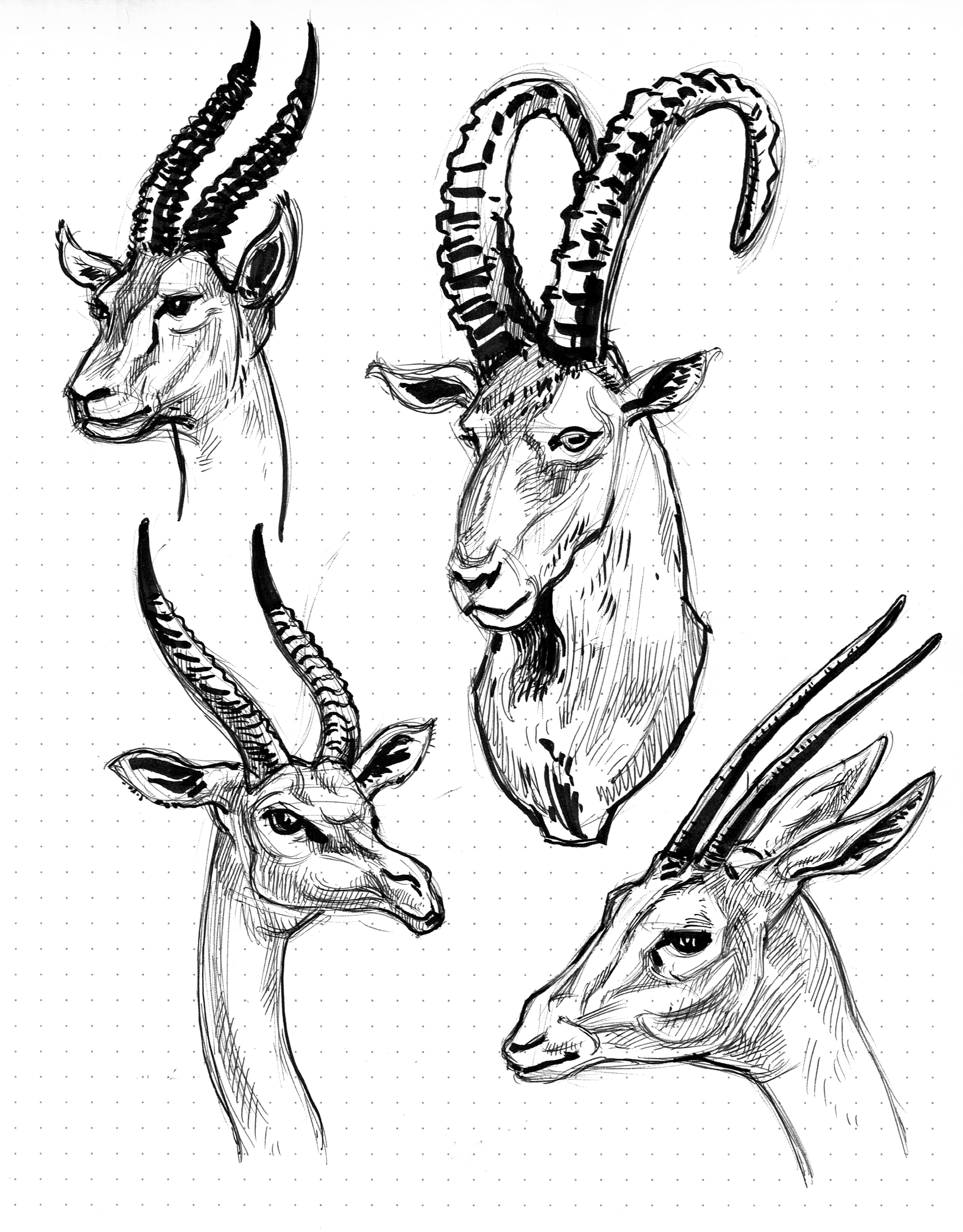 2446x3130 Garygeraths Animal Drawing