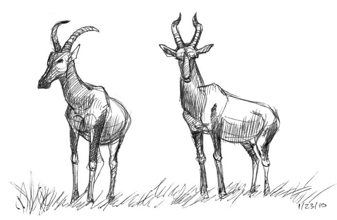 693x453 Art By Jeane Nevarez Topi Antelope