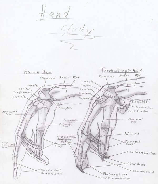 600x701 Wolf Anthro Hand Study By Russelltuller