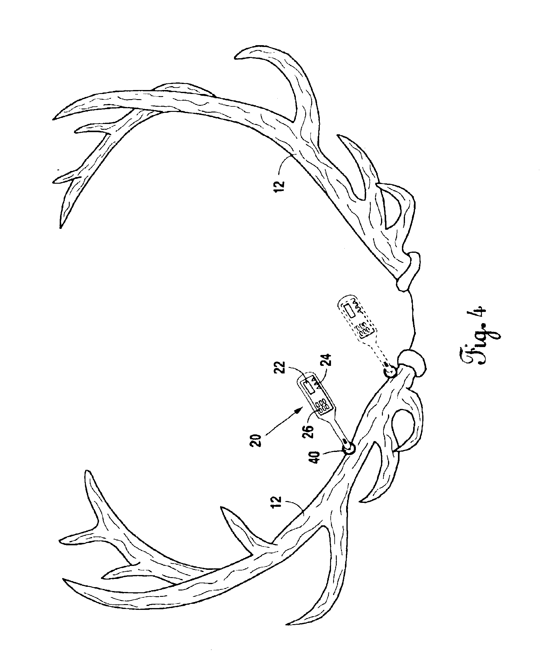 1798x2151 Best Whitetail Deer Skull And Antlers Illustration Drawing. How