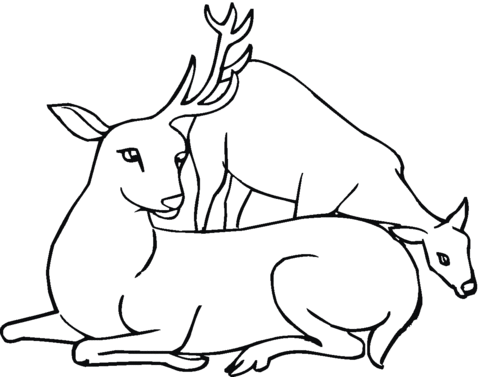 480x377 Deer With One Antler Coloring Page Free Printable Coloring Pages