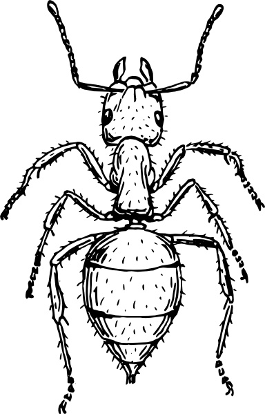 384x599 Ant Clip Art Free Vector In Open Office Drawing Svg ( Svg