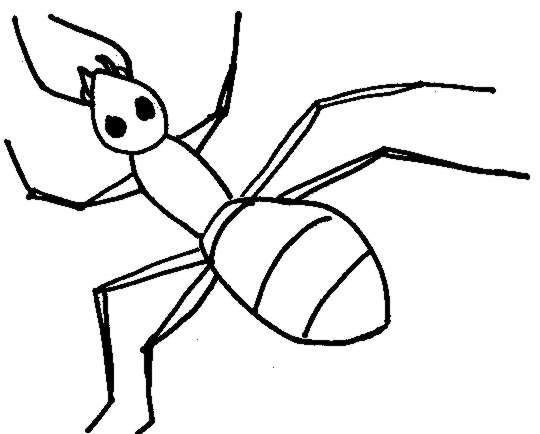 540x434 Ants Clipart Line Drawing