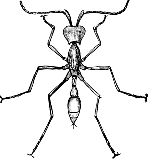 298x320 Army Ant Clipart Etc