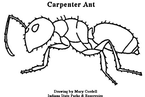 500x335 Animal Coloring Pages May 2009