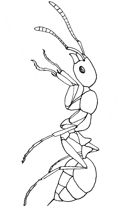 462x800 Fire Ant Coloring Page